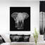 «Elephant on Dark», impression sur toile tendue-29497010
