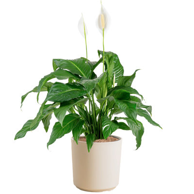 Peace Lily Plant in Basket