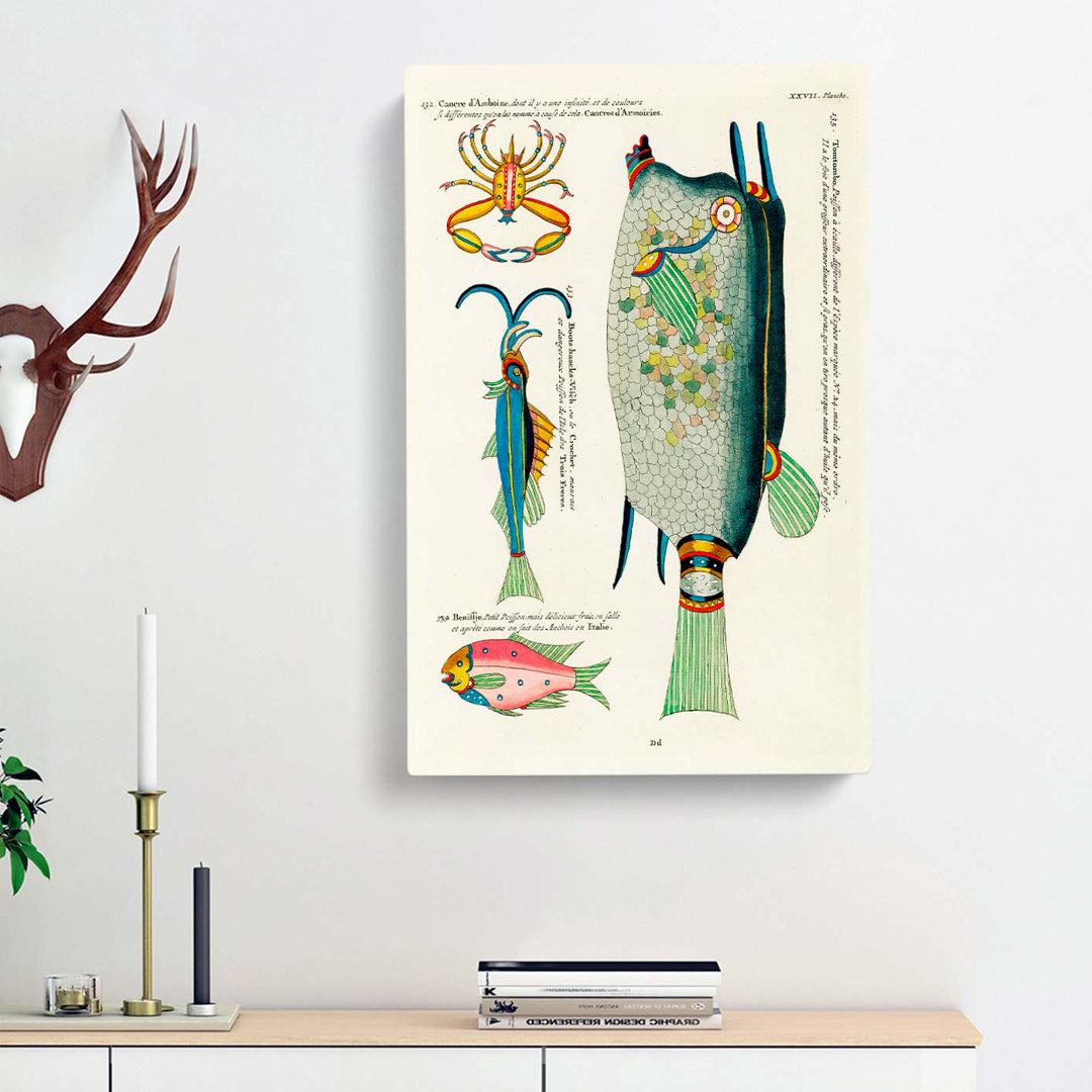 East Indies Fish & Crab Illustrations XXVII by Louis Renard - Wrapped Canvas
