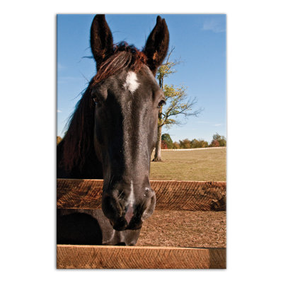 " Horse Head "