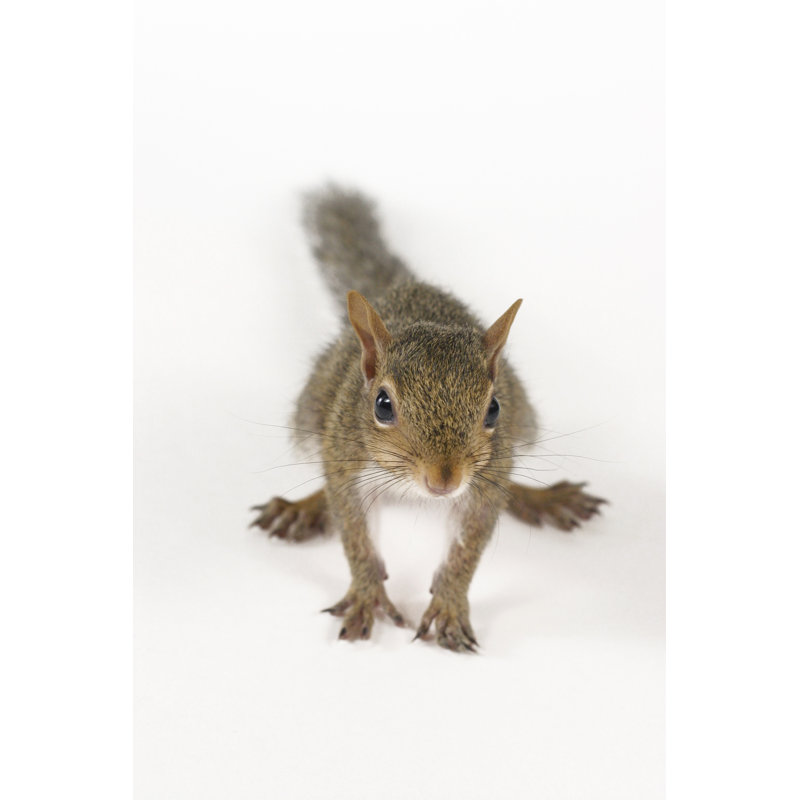 Cute Squirrel by Itsjustluck - No Frame Print on Canvas, 46cm H x 30cm W