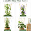 Treillis en bois de 60 cm (2 pi), ensemble de 12 – Support pour plantes grimpantes et en pot