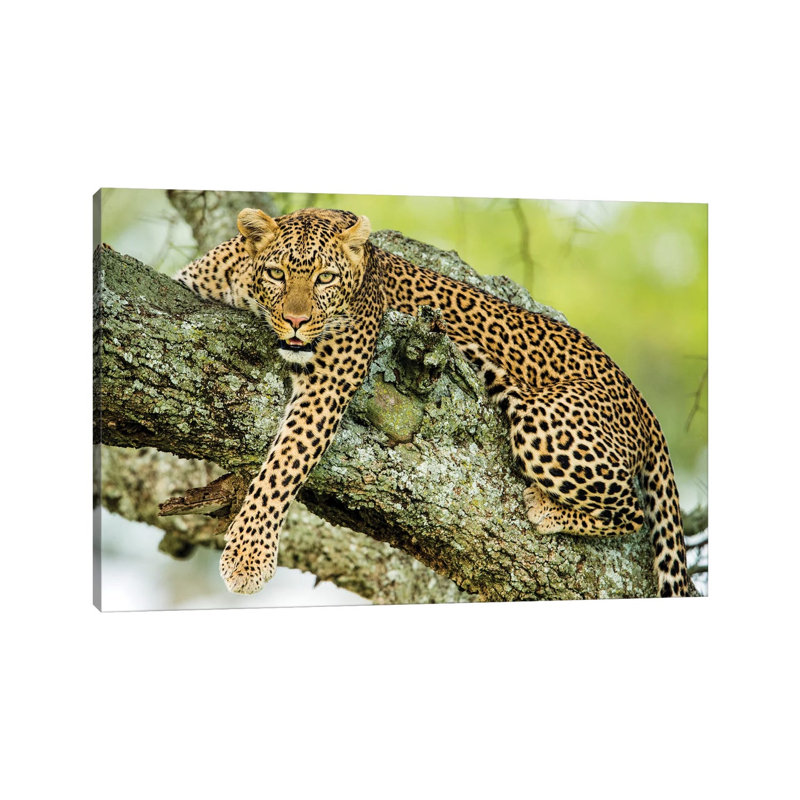 Leopard On Tree, Serengeti National Park, Tanzania, Africa - Wrapped Canvas Print, 101.6 cm H x 66.04 cm W x 1.91 cm D