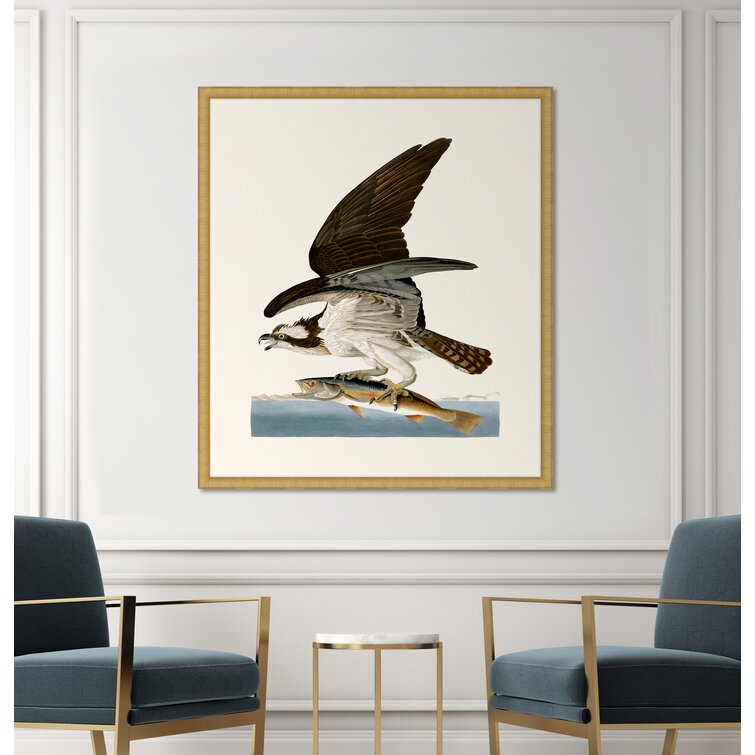 Loon Peak® Audubon's Fish Hawk Or Osprey In Gold Framed On Paper by John  Audubon Graphic Art
