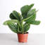 Live Monstera Peru Plant