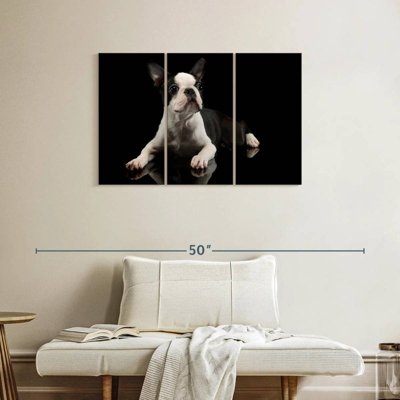 Brampt Young Boston Terrier, 24" H x 38" W