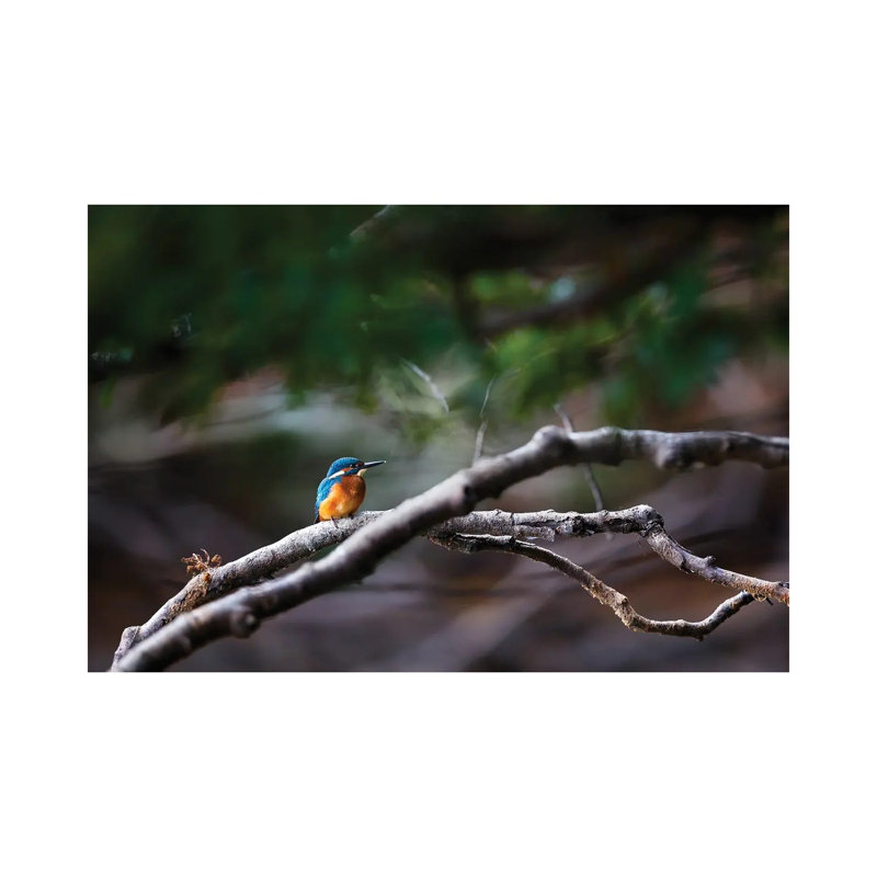 Kingfisher by Mateusz Piesiak - Wrapped Canvas Print, 66.04 cm H x 45.72 cm W x 3.175 cm D