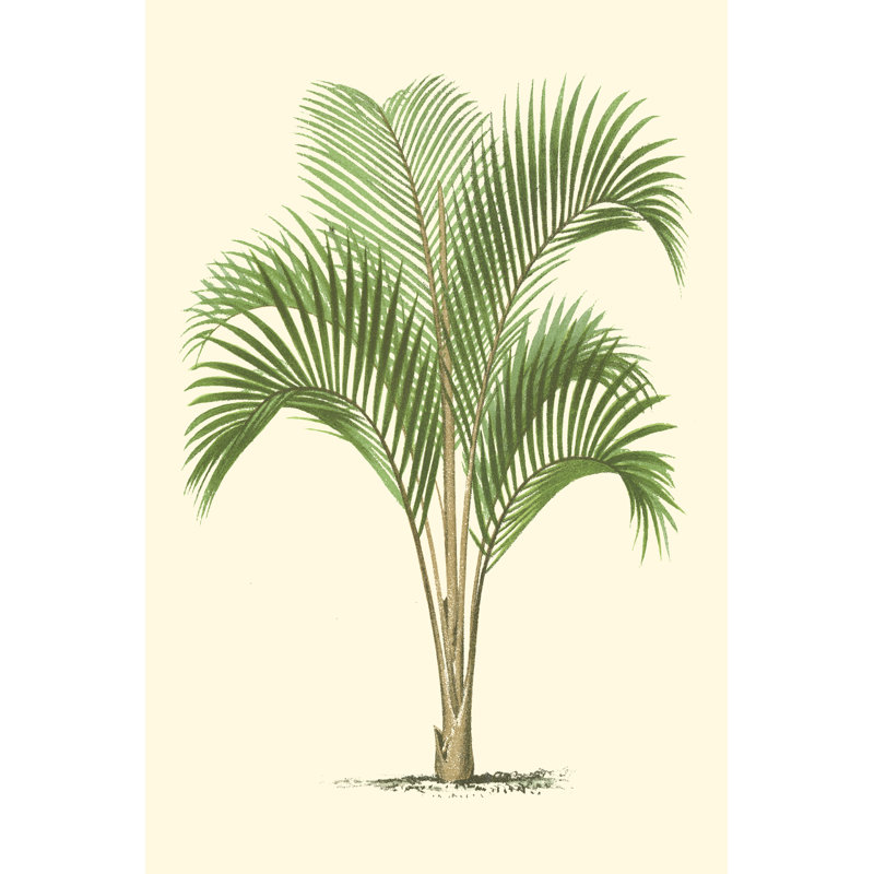 Palmier côtier I, H 30 po x l 20 po x P 1,25 po
