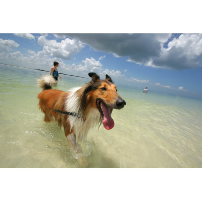 Dog In Ocean - Wrapped Canvas Print