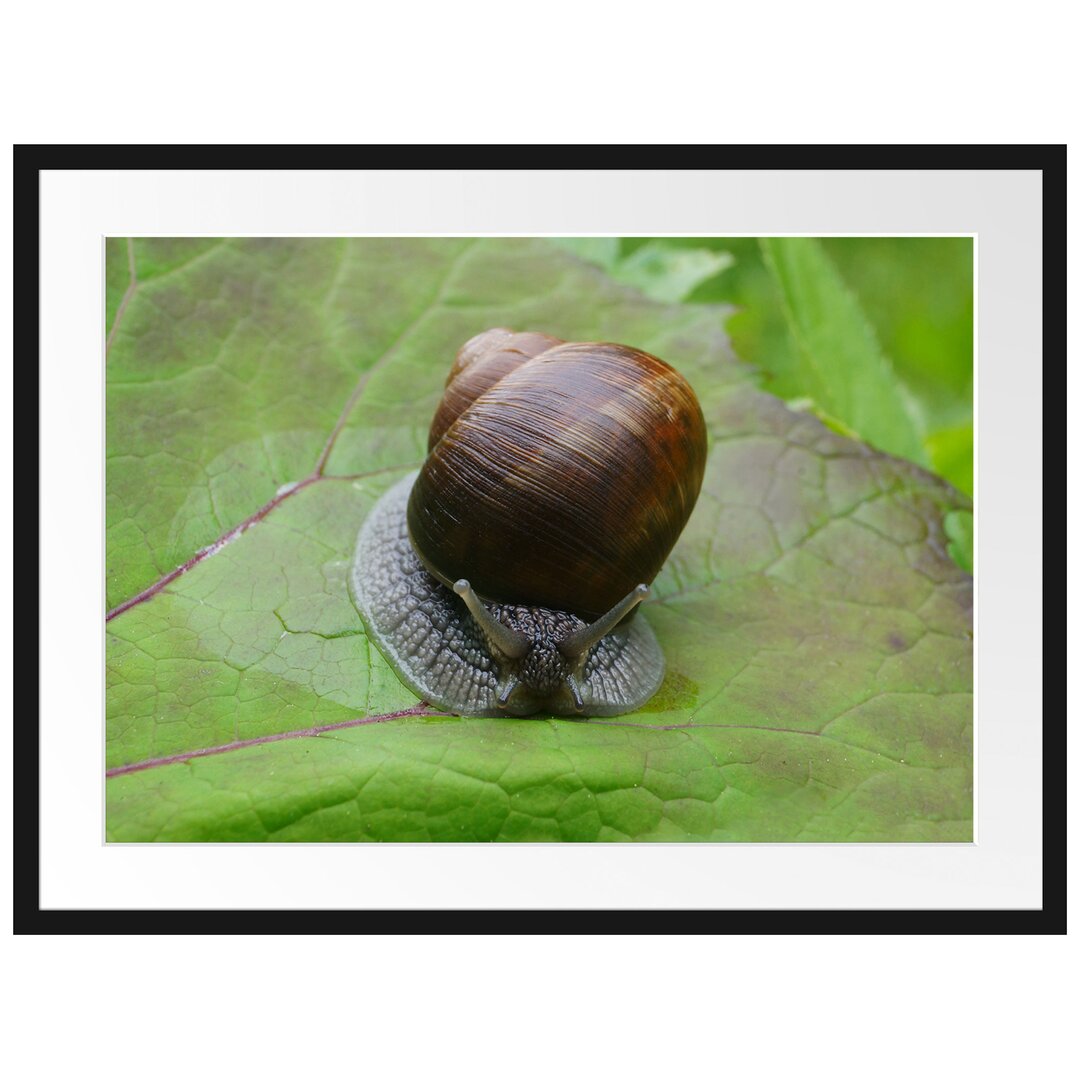 Gerahmtes Poster Kleine Schnecke mit Schneckenhaus