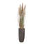 Plante de 80 po