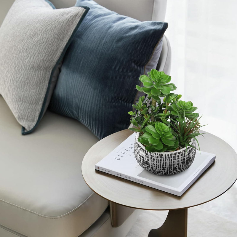 25.4cm Plant