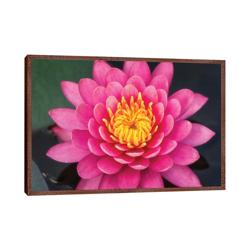 Pink Lotus Flower by Glauco Meneghelli - Print on Canvas, 66.04cm H x 101.6cm W x 3.81cm D, Brown Framed