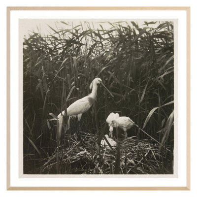 Coastal Birds 1 Print by THE Studio