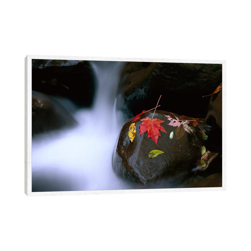 Little Pigeon River Cascading Among Rocks And Colorful Maple Leaves Great Smoky Mountains TN II by Tim Fitzharris - Gallery-Wrapped Canvas Giclée on Canvas