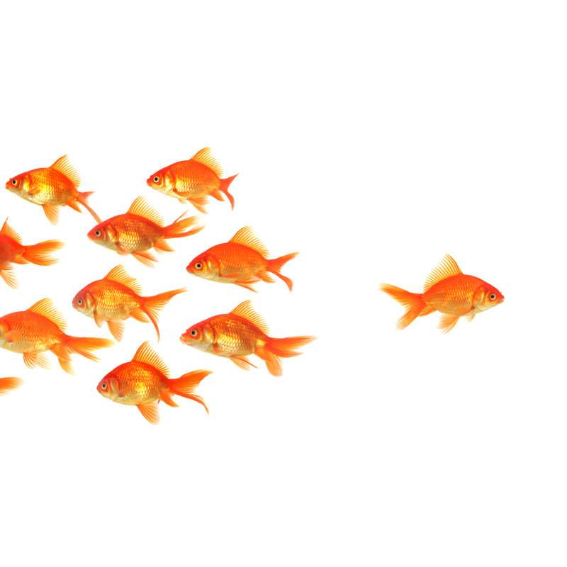 Goldfish - Wrapped Canvas Print, 81cm H x 122cm W