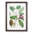 Walnut Framed
