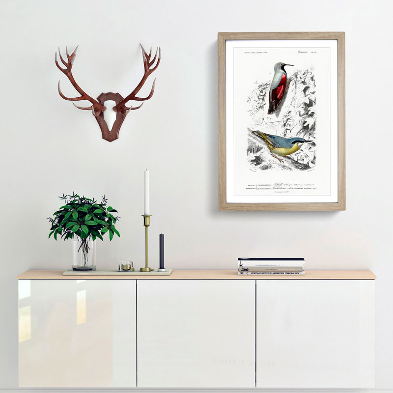 Bird Illustrations PL. 16 by Charles d Orbigny - Framed Print, Oak Framed, 33cm H x 24cm W x 2cm D