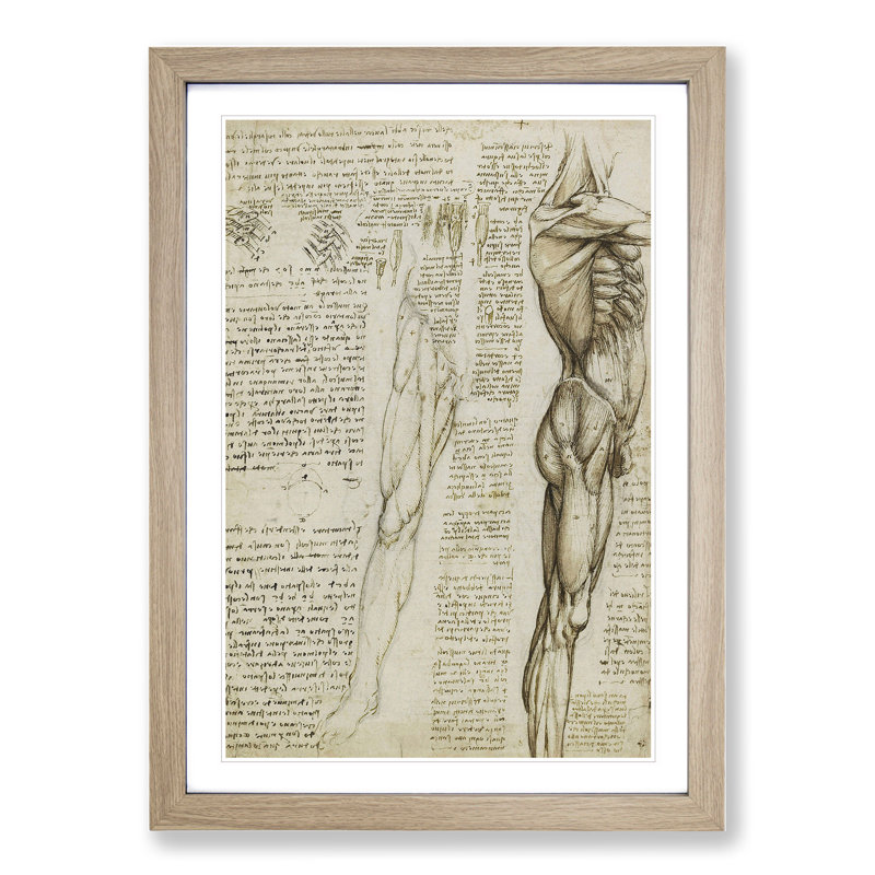 Human Anatomy Vol.6 by Leonardo Da Vinci - Framed Print, 65cm H x 48cm W x 2cm D, Oak Framed
