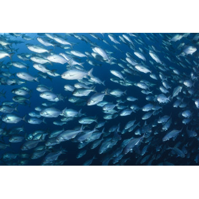 Dossantos Butter Fish Bait Ball - Wrapped Canvas Print