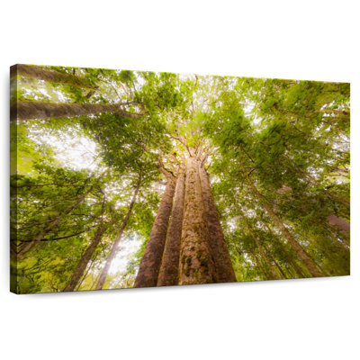 Arbres Harnek Waipoua Kauri
