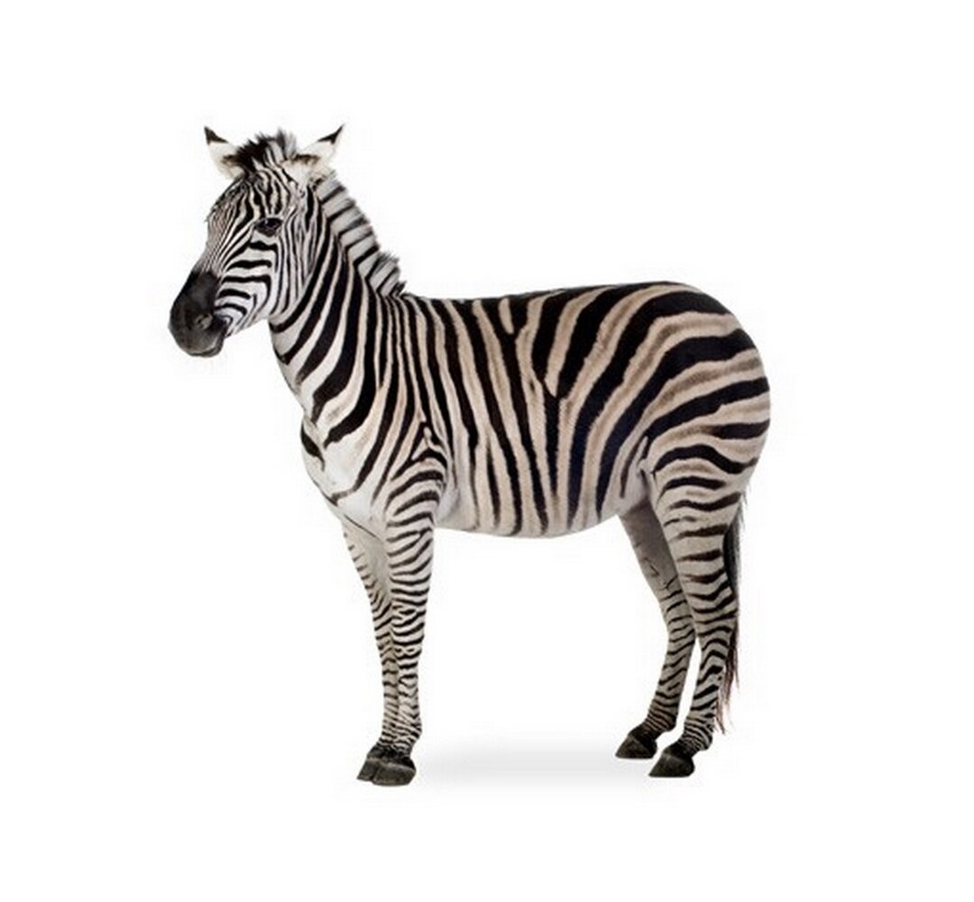 Wandtattoo Dickes Zebra