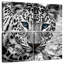 Leopard Brampt-109039327