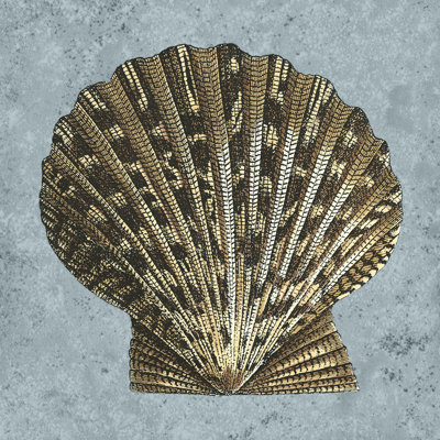 Stonewashed Shells IV 1 Piece Wrapped Canvas Wall Art