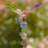 Bethlehem Weather Resistant Insects Garden Stake