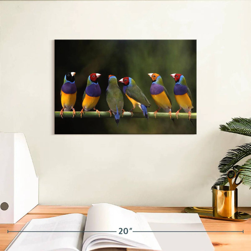 Gouldian Finch I, H 8 po x l 12 po