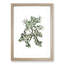 Bearberry Flowers Illustration - Single Picture Frame Painting-55543904-55543907