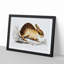 Chinese Hare by John Edward Gray - Picture Frame Painting Print-55546103-55546104
