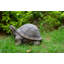 Statue turtle