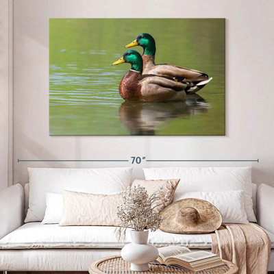 Couple de canards colverts Brampt