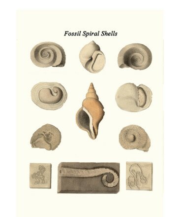 Fossil Spiral Shells by James Parkinson Print