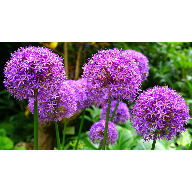 Alium, H 28 po x l 39,5 po x P 1,25 po