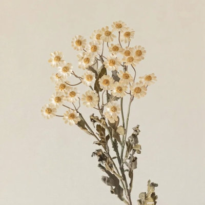 Autumn Daisy Spray â€“ 21"