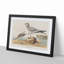 Fork-Tailed Gull by John Audubon - Picture Frame Painting Print-55620800-55620798