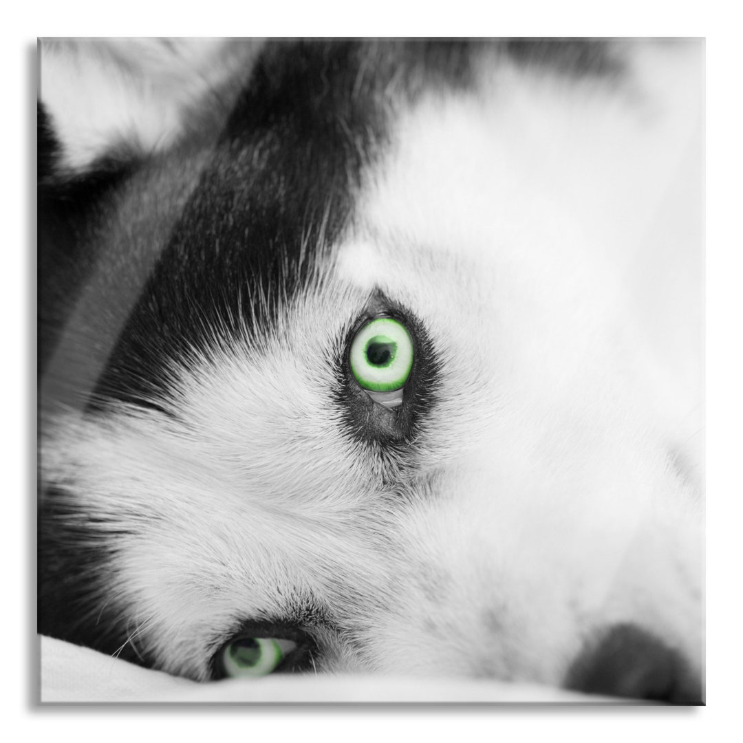 Glasbild Husky im Bett mit Augen