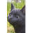 Cat Walking Looking Left Statue