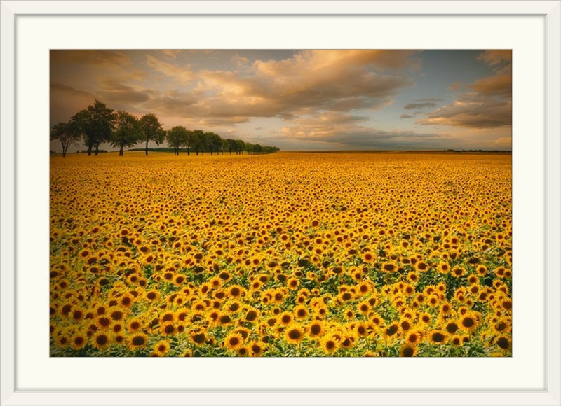 Straub " Sunflowers " by Piotr Krol, 20" H x 26" W x 1" D, White Frame