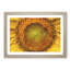 The Eye of a Yellow Sunflower - Picture Frame Painting Print-56712420-56712419