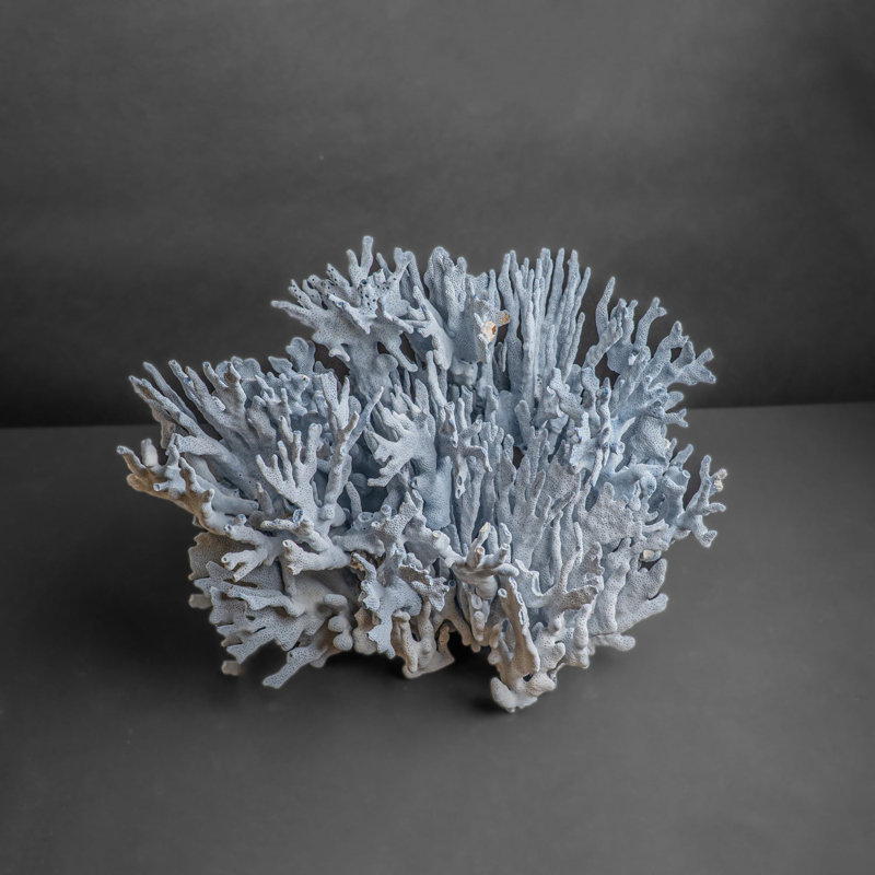 Véritable corail Blue Ridge (15 po, 15 lb)