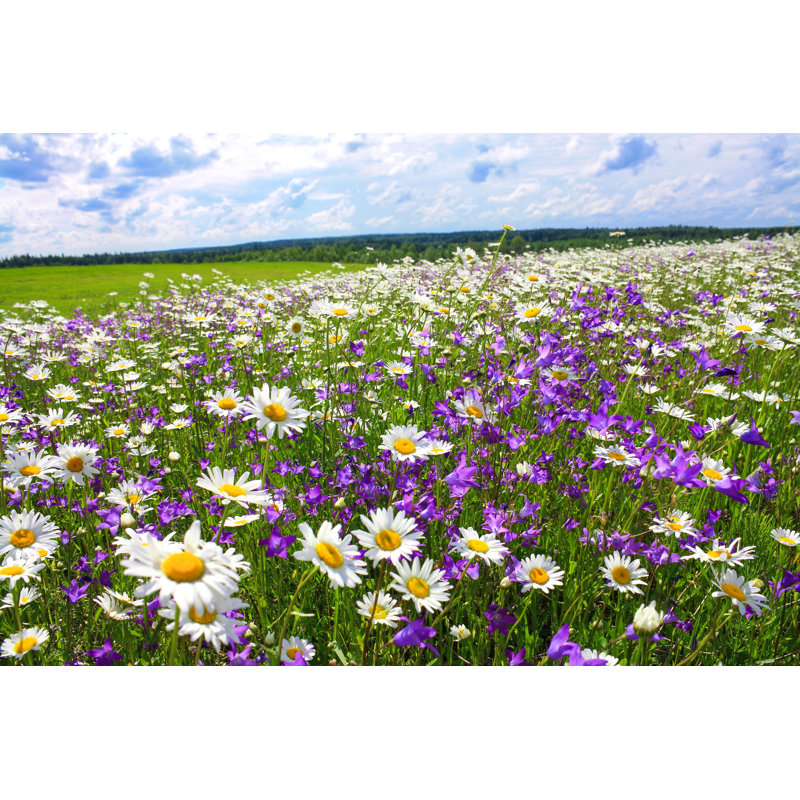 Paysage d'été avec les fleurs - Photographie sur toile tendue, H 8 po x l 12 po