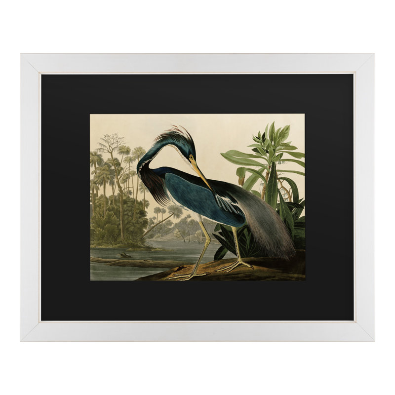 «Johniana Audubon» par John James Audubon, H 11 po x l 14 po x P 0,5 po, Cadre blanc