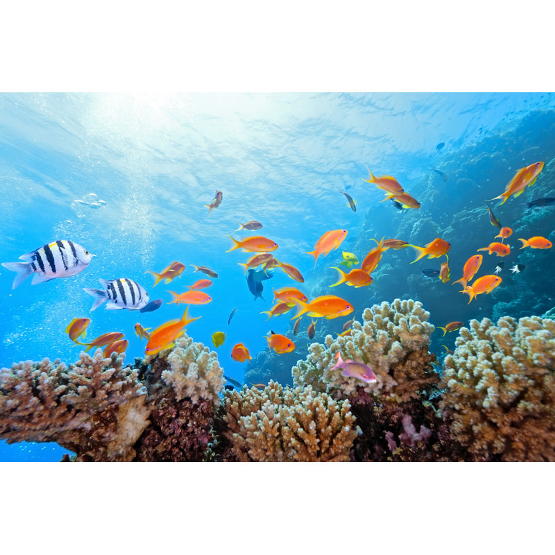Coral Scene On The Reef by Crisod - Wrapped Canvas Print, 81cm H x 122cm W x 3.8cm D