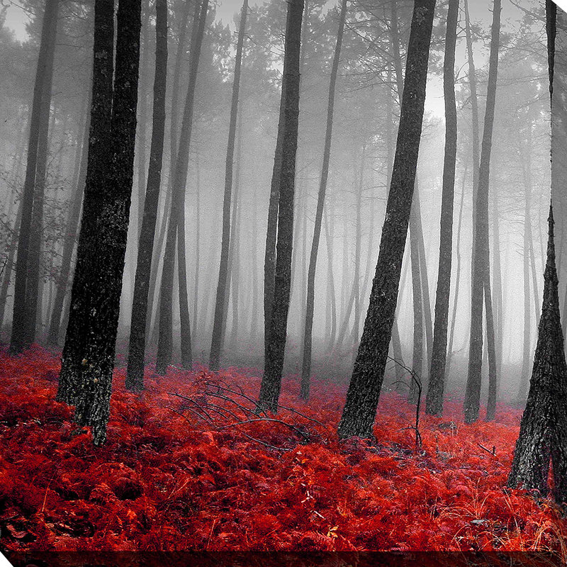 «Autumn Woods I» par Photoinc Studio - photographie, H 28 po x l 28 po x P 1,5 po, Toile tendue