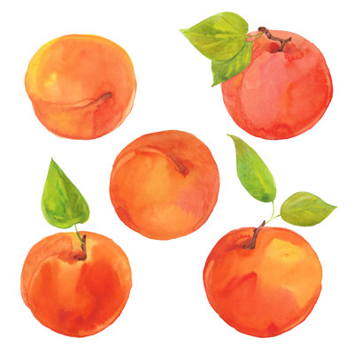 Watercolour Ripe Apricots by Dvoriankin - Wrapped Canvas Print