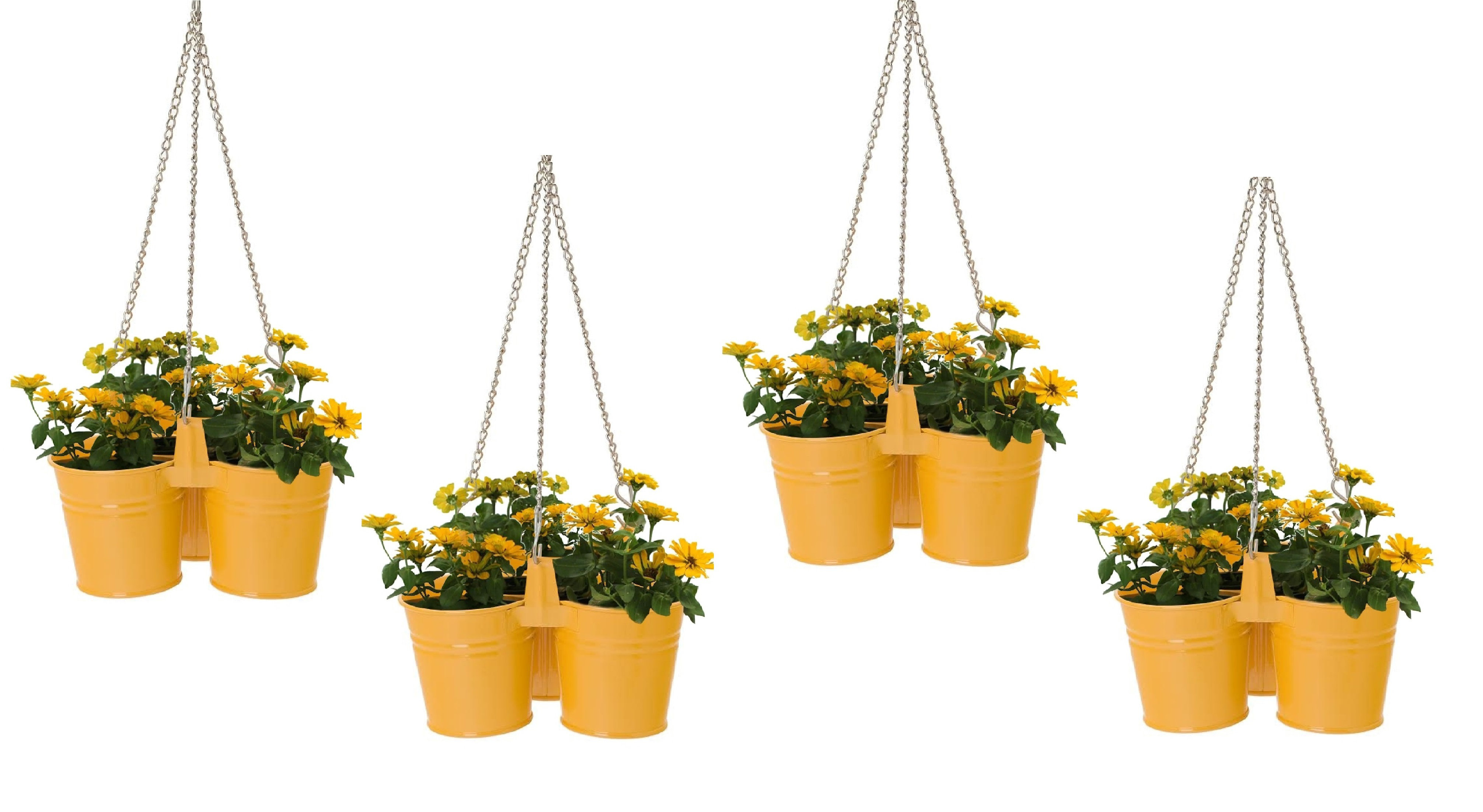 buy zz plant bunnings Zamioculcas Zamiifolia 'ZZ Plant'  ECOVIBE