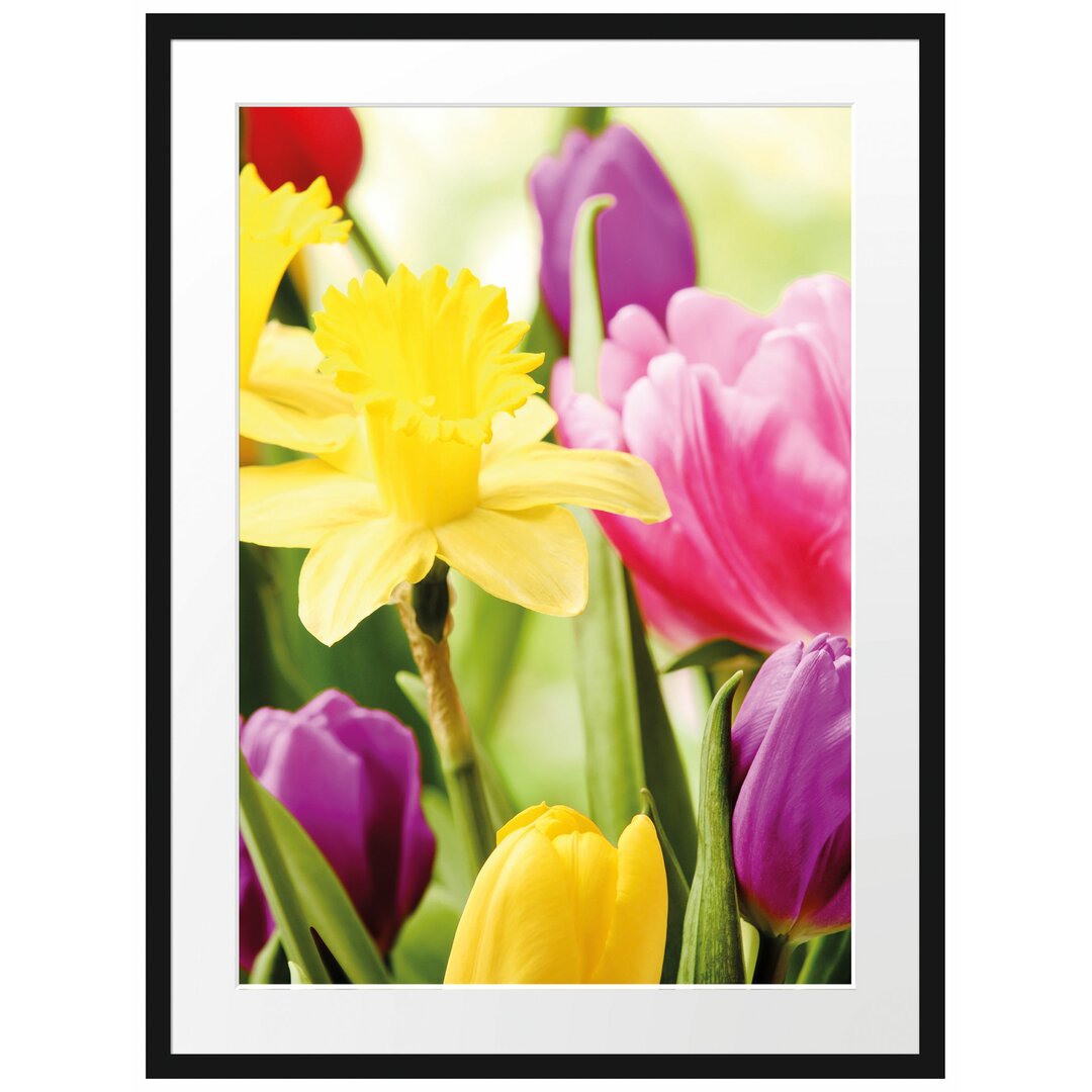 Gerahmtes Poster Osterglocken und Tulpen